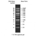 CEB-P-0107-250 1Kb DNA Ladder